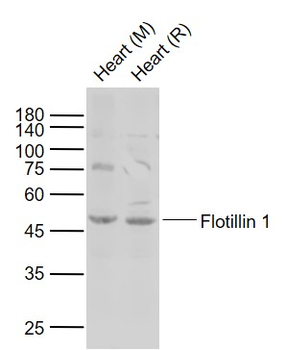 Flotillin 1 Rabbit Polyclonal Antibody