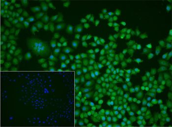 Cullin 1 Rabbit Polyclonal Antibody