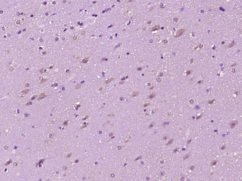 Cullin 1 Rabbit Polyclonal Antibody