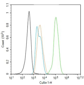 Cullin 1 Rabbit Polyclonal Antibody