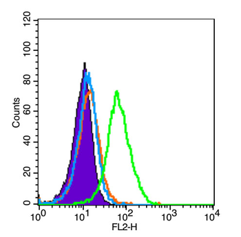Bad Rabbit Polyclonal Antibody