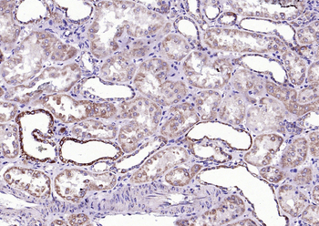 Phospho-BAD (Ser128) Rabbit Polyclonal Antibody