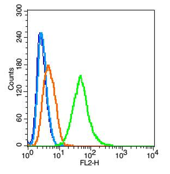 Bak Rabbit Polyclonal Antibody