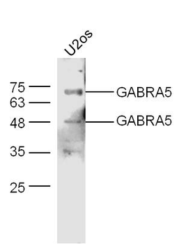 GABRA5 Rabbit Polyclonal Antibody