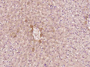 THRSP Rabbit Polyclonal Antibody