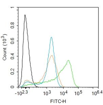 BCL2L1 Rabbit Polyclonal Antibody