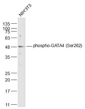 Phospho-GATA4 (Ser262) Rabbit Polyclonal Antibody