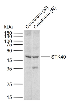 STK40 Rabbit Polyclonal Antibody