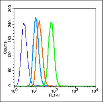MMP-2 Rabbit Polyclonal Antibody