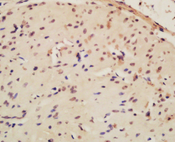 Cyclin A1 Rabbit Polyclonal Antibody