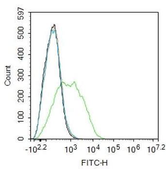 EpCAM Rabbit Polyclonal Antibody