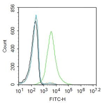 EpCAM Rabbit Polyclonal Antibody
