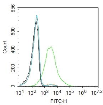 EpCAM Rabbit Polyclonal Antibody