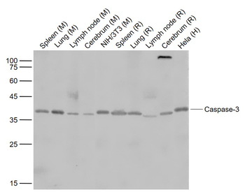 Caspase-3 Rabbit Polyclonal Antibody