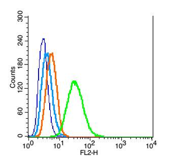 Caspase-9 Rabbit Polyclonal Antibody