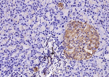 Caspase-9 Rabbit Polyclonal Antibody