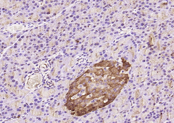 Caspase-9 Rabbit Polyclonal Antibody