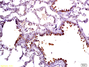 Uteroglobin Rabbit Polyclonal Antibody