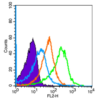 CCR7 Rabbit Polyclonal Antibody