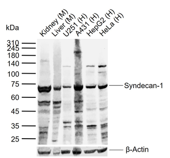 Syndecan-1 Rabbit Polyclonal Antibody