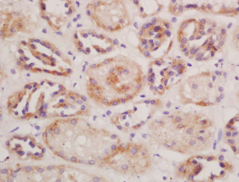 CD13 Rabbit Polyclonal Antibody