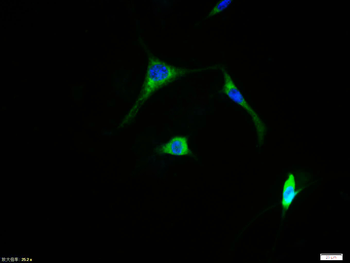 C-fos Rabbit Polyclonal Antibody