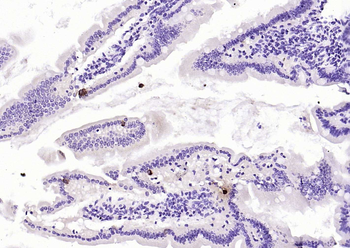 Chromogranin B Rabbit Polyclonal Antibody
