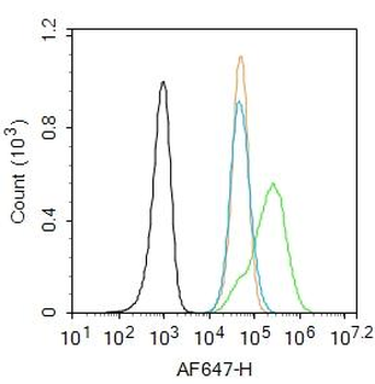 ChAT Rabbit Polyclonal Antibody