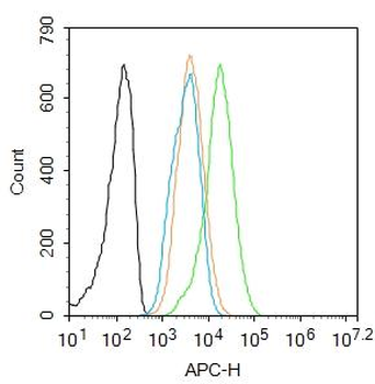 C-jun Rabbit Polyclonal Antibody