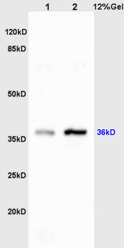 C-jun Rabbit Polyclonal Antibody