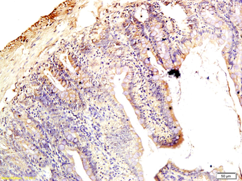 CLDN1 Rabbit Polyclonal Antibody