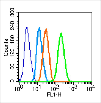 Connexin 43 Rabbit Polyclonal Antibody