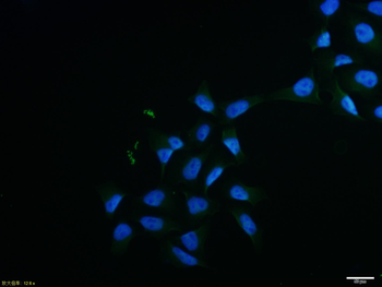 Cyclin D3 Rabbit Polyclonal Antibody