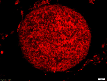 Cyclin E1 Rabbit Polyclonal Antibody