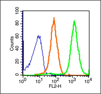 Cytokeratin 1 Rabbit Polyclonal Antibody