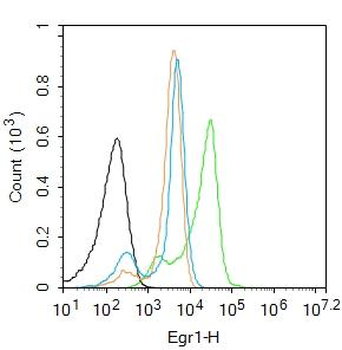 Egr1 Rabbit Polyclonal Antibody