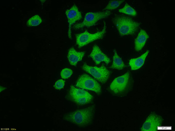 Phospho-ERK1 + 2 (Thr183/Tyr185) Rabbit Polyclonal Antibody