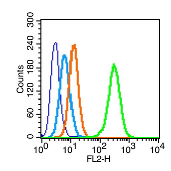 Phospho-IRS1 (Ser1101) Rabbit Polyclonal Antibody