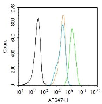 Phospho-IRS1 (Ser1101) Rabbit Polyclonal Antibody