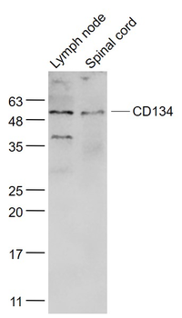 CD134 Rabbit Polyclonal Antibody