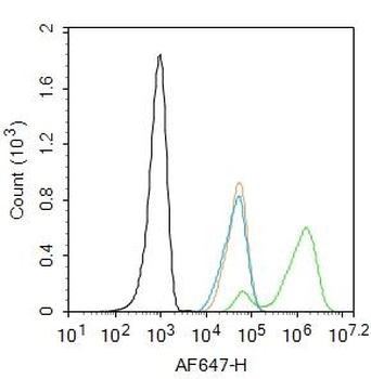 Phospho-Smad3 (Ser213) Rabbit Polyclonal Antibody