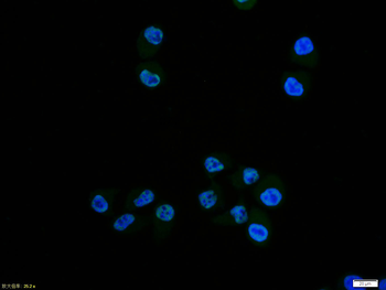 Phospho-NFKB p65 (Ser276) Rabbit Polyclonal Antibody
