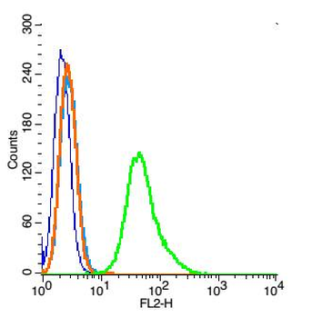 Ezrin/Radixin Rabbit Polyclonal Antibody