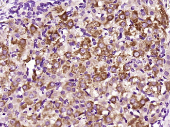 FGF8 Rabbit Polyclonal Antibody