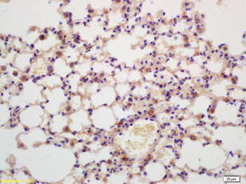 GNB1 Rabbit Polyclonal Antibody
