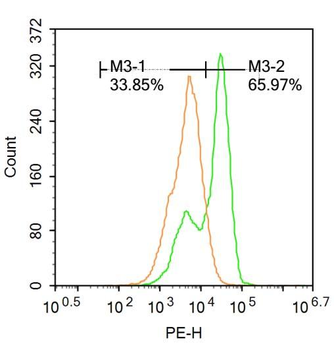GAD65 Rabbit Polyclonal Antibody