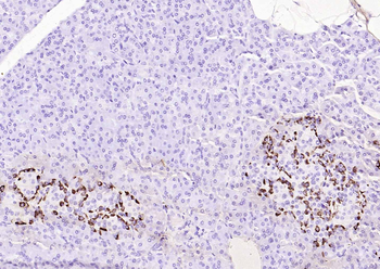GLP-1 Mouse Monoclonal Antibody