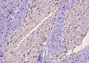 GLP-1 Mouse Monoclonal Antibody