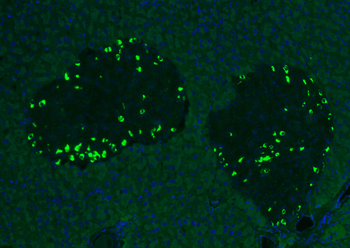GLP-1 Mouse Monoclonal Antibody