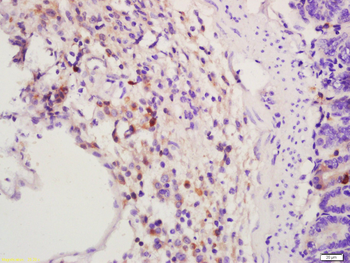 GLP-1 Mouse Monoclonal Antibody